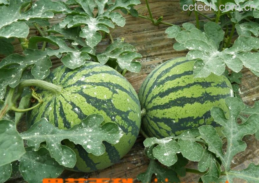 果蔬百科西瓜-0