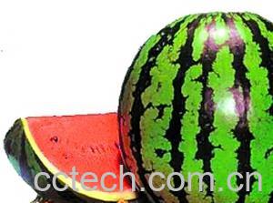 果蔬百科西瓜-0