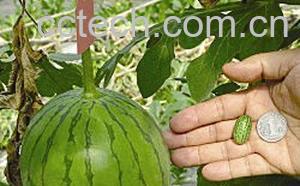 果蔬百科西瓜-0