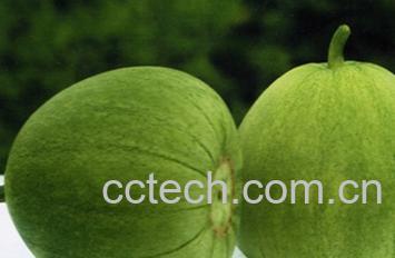 果蔬百科甜瓜-0