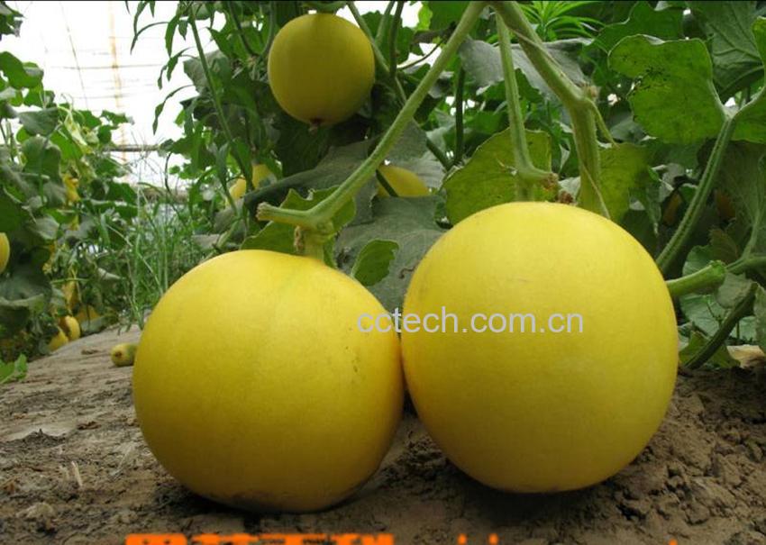 果蔬百科甜瓜-0