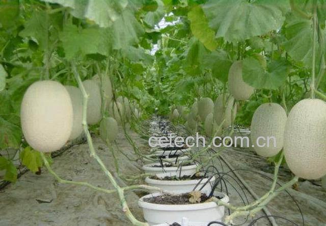 果蔬百科甜瓜-0