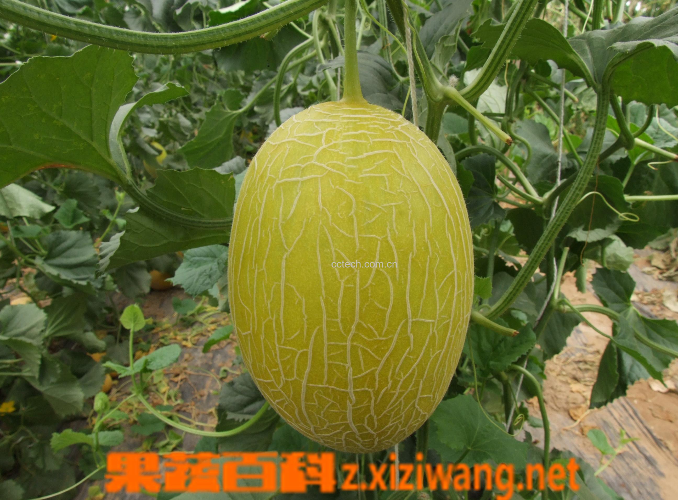 果蔬百科甜瓜-0