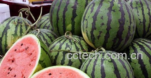 果蔬百科西瓜-0