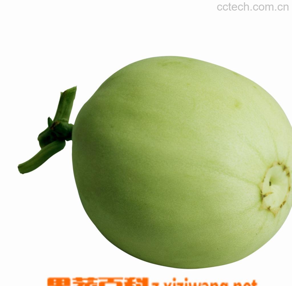 果蔬百科甜瓜-0