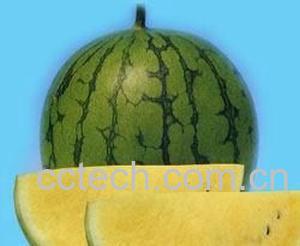 果蔬百科西瓜-0