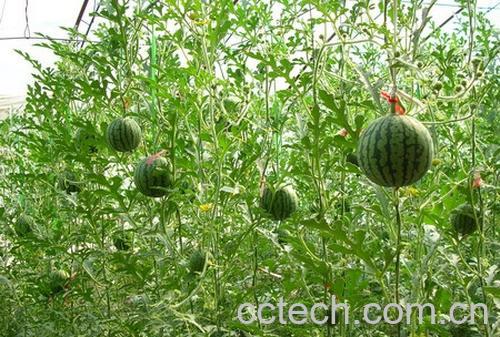 果蔬百科西瓜-0