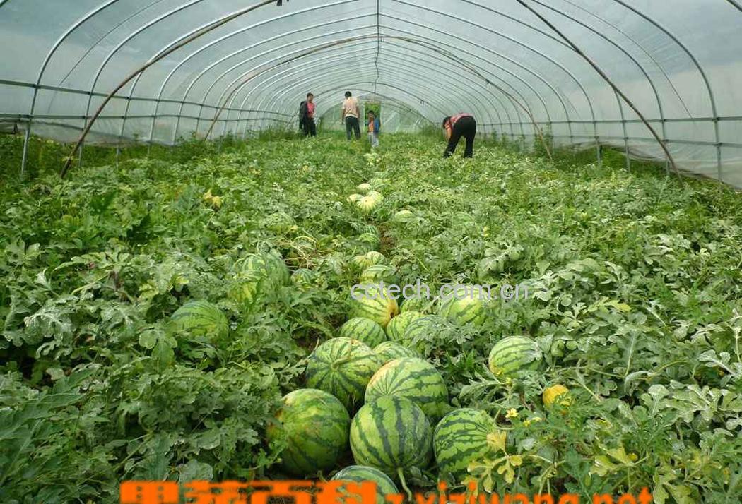 果蔬百科西瓜-0