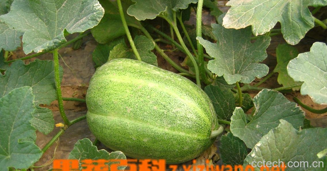 果蔬百科香瓜-0