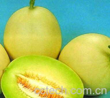 果蔬百科黄河蜜-0