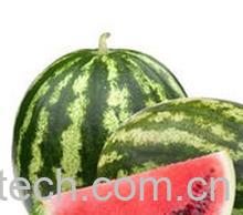 果蔬百科西瓜-0