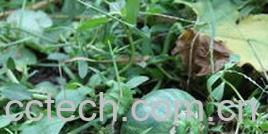 果蔬百科香瓜-0