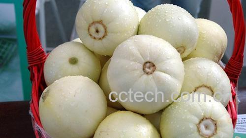 果蔬百科香瓜-0