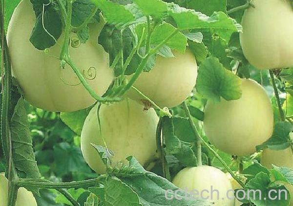 果蔬百科香瓜-0