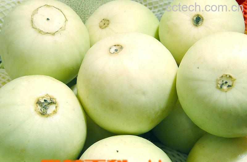 果蔬百科香瓜-0