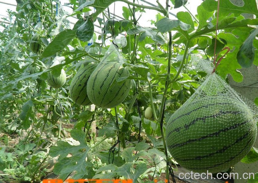 果蔬百科西瓜-0