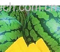 果蔬百科西瓜-0