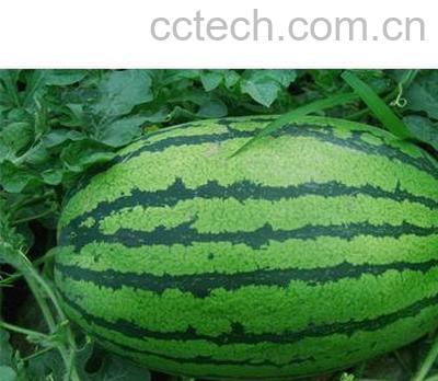 果蔬百科西瓜-0