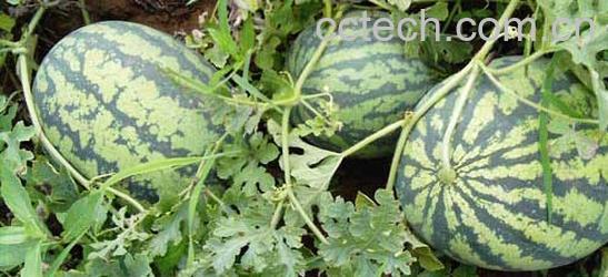 果蔬百科西瓜-0