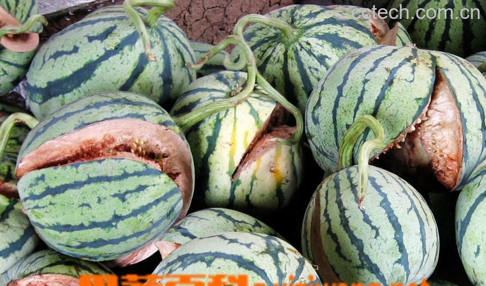 果蔬百科西瓜-0