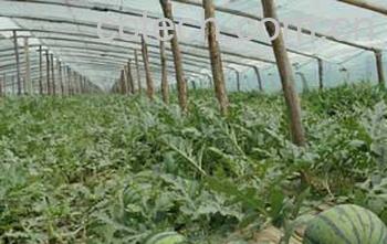 果蔬百科西瓜-0