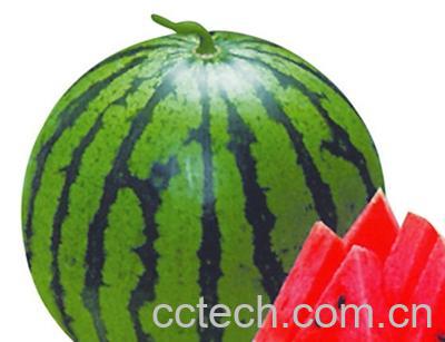 果蔬百科西瓜-0