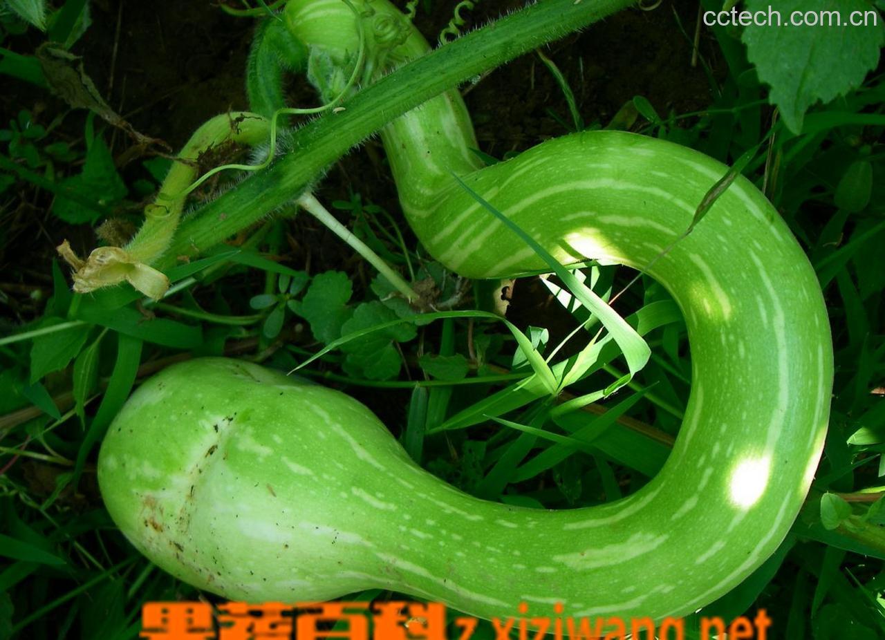 果蔬百科蛇瓜-0