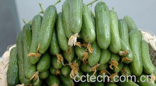 果蔬百科乳瓜-0