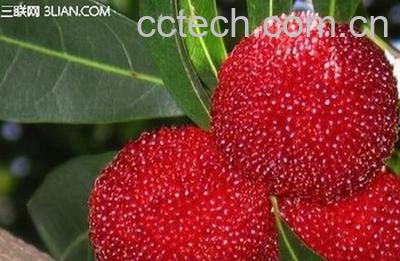 果蔬百科杨梅-0