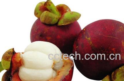 果蔬百科山竹-0