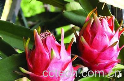 果蔬百科火龙果-0