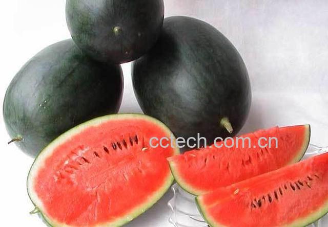 果蔬百科黑美人瓜-0