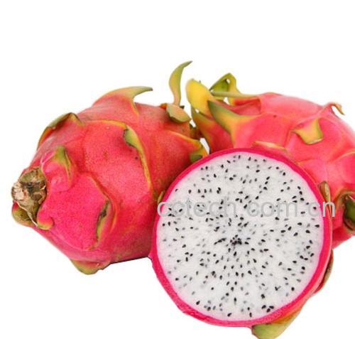 果蔬百科火龙果-0