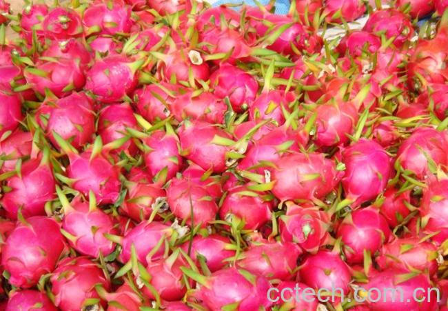 果蔬百科火龙果-0