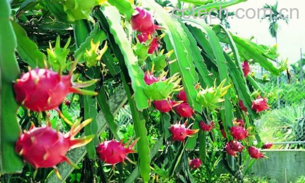 果蔬百科火龙果-0