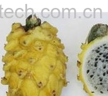 果蔬百科火龙果粽子-0