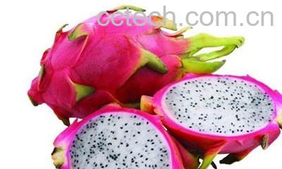 果蔬百科火龙果-0