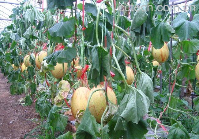 果蔬百科哈密瓜-0