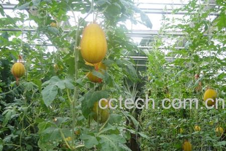 果蔬百科美人瓜-0