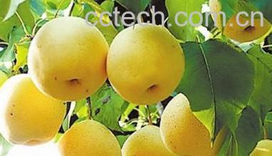 果蔬百科吃梨有什么好处-0