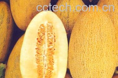 果蔬百科哈蜜瓜-0