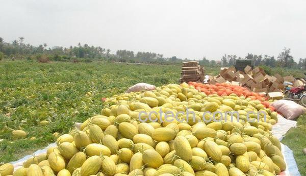 果蔬百科哈蜜瓜-0