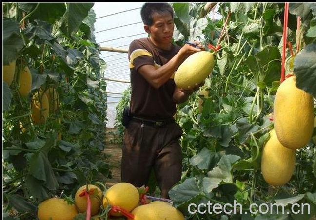 果蔬百科哈蜜瓜-0