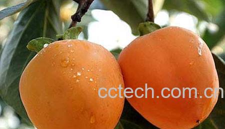 果蔬百科冬季吃柿子，美容保健两不误-0