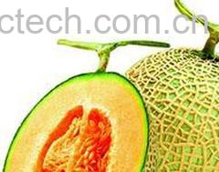 果蔬百科哈密瓜-0