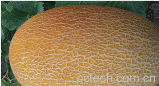 果蔬百科哈密瓜-0