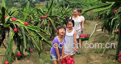 果蔬百科火龙果-0