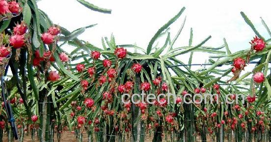 果蔬百科火龙果-0