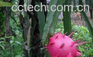 果蔬百科火龙果-0