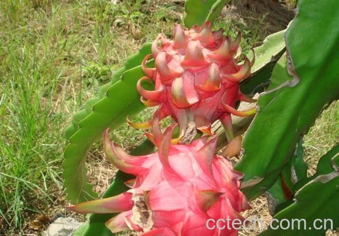 果蔬百科火龙果-0